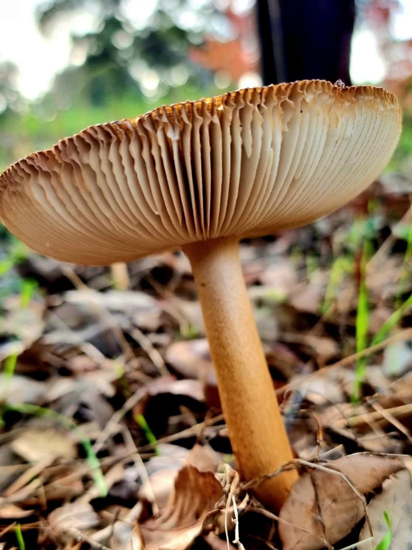 Cogumelos