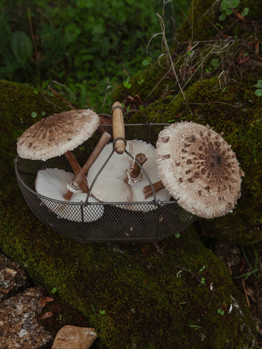 Mushrooms